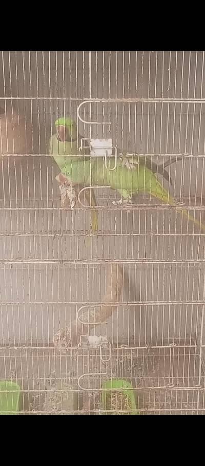 Pahari Breeder Pair