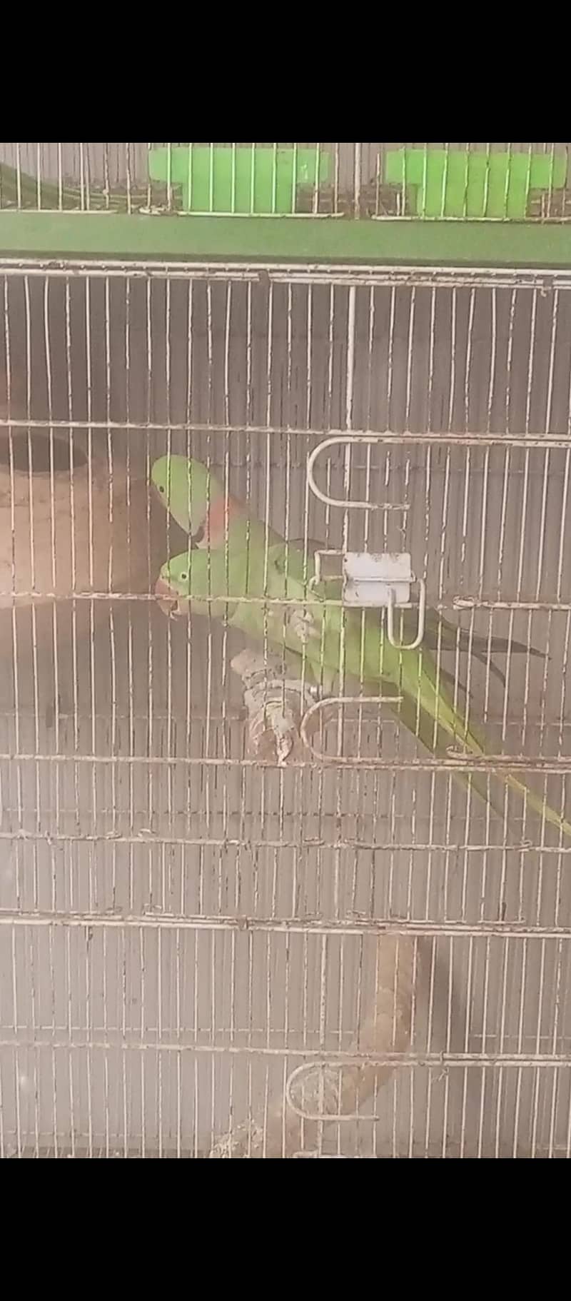 Pahari Breeder Pair - Parrots - 1120681381