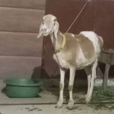 Dunbi one year old white and brown color