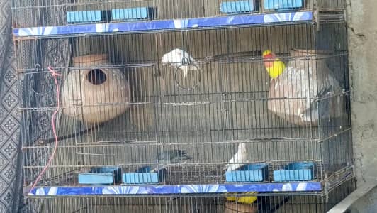 mix lovebirds