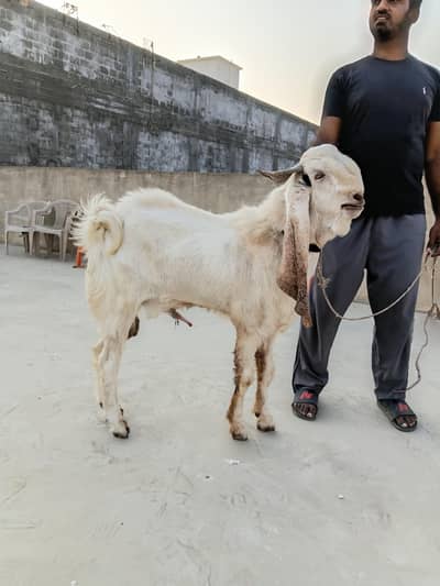 White Gulabi / Beetal Cross Male Bakra – Long Ears