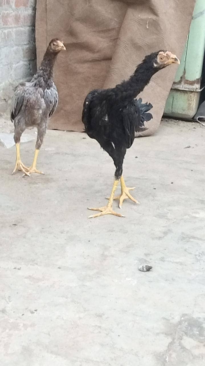 Thai pakoye 0