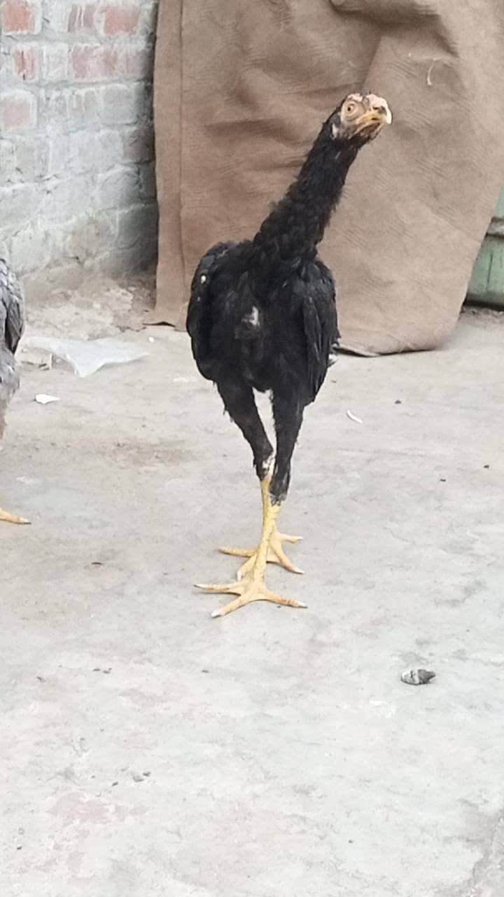 Thai pakoye 2