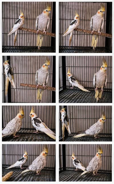 cockatiel female