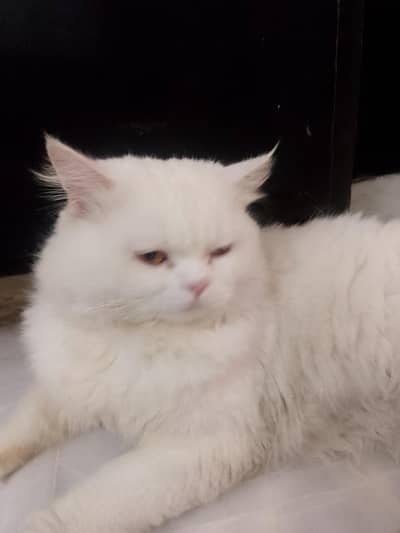 I am selling my 11months 3coted Persian cat vaccinated