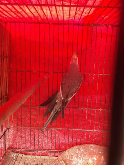 cocktails breeder male
