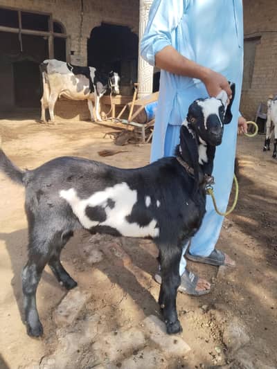 Beetal Bakra - Breeding and Next Qurbani k lie