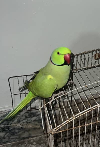 Ringneck fully tamed & talking