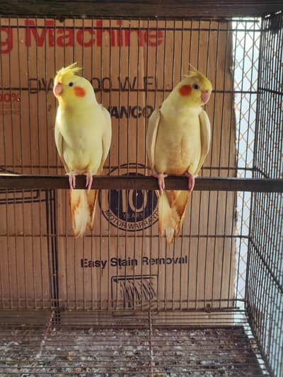 cream cockatiel exi size