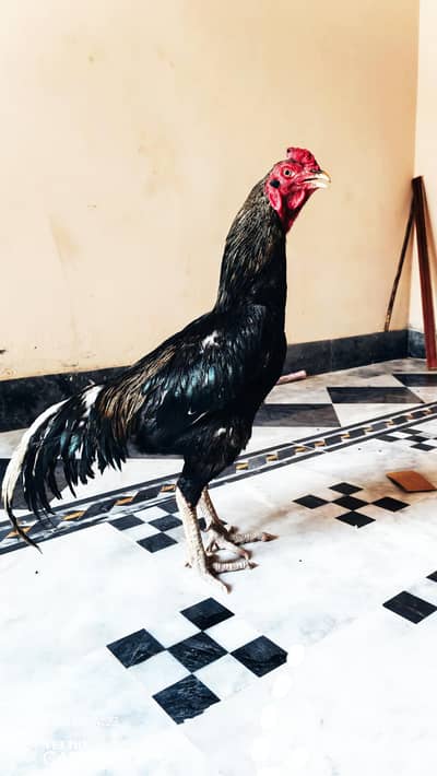 Pure Aseel Murgha 16 Months Healthy & Active For Sale