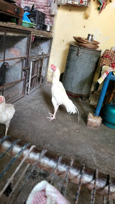 aseel hera patha for sale home breed