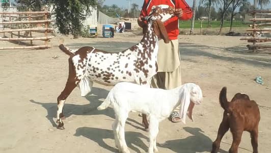 2 Bacchon ka Sath Desi Bakri For Sale |  O3O6655O324