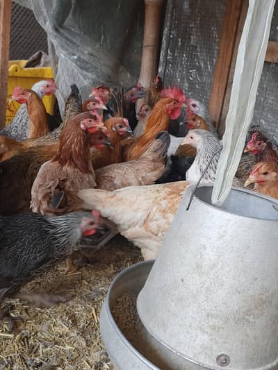 Golden Misri Desi starter hens | pathian | Desi murgia