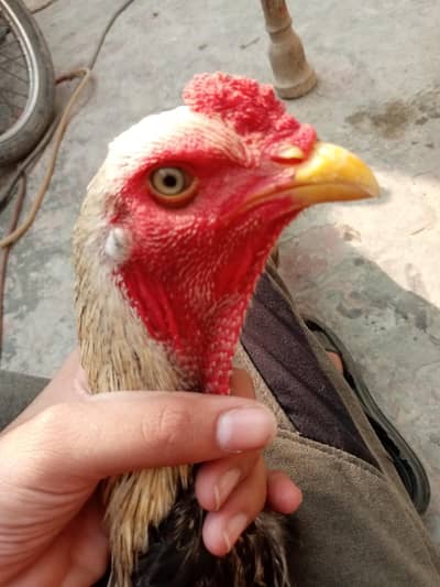 aseel jawa home breed