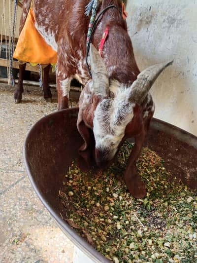 beetal bakri doodh wali