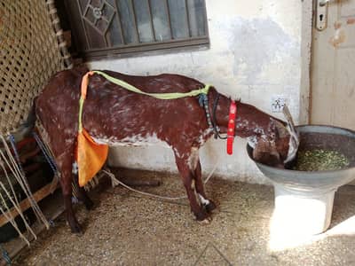 beetal bakri doodh wali