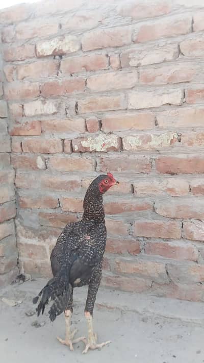aseel patha Madi pra or2murgia burmi jagire 0.3. 0.30. 72.15. 71