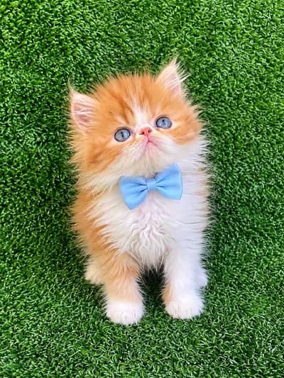 Cat | kittens | Persian | 3 Cote | Fluffy Wtsp msg 03Í2*67*62*Ö3l