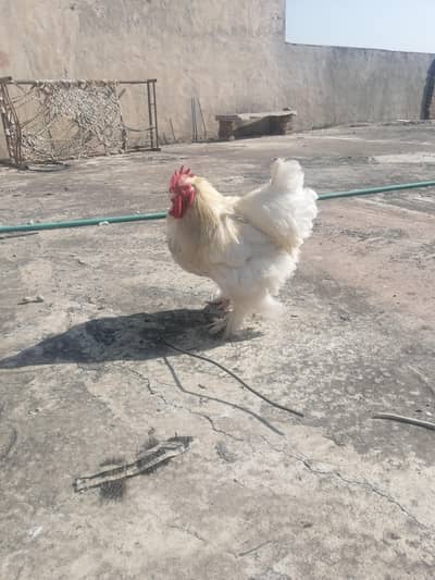white breader heavy buff