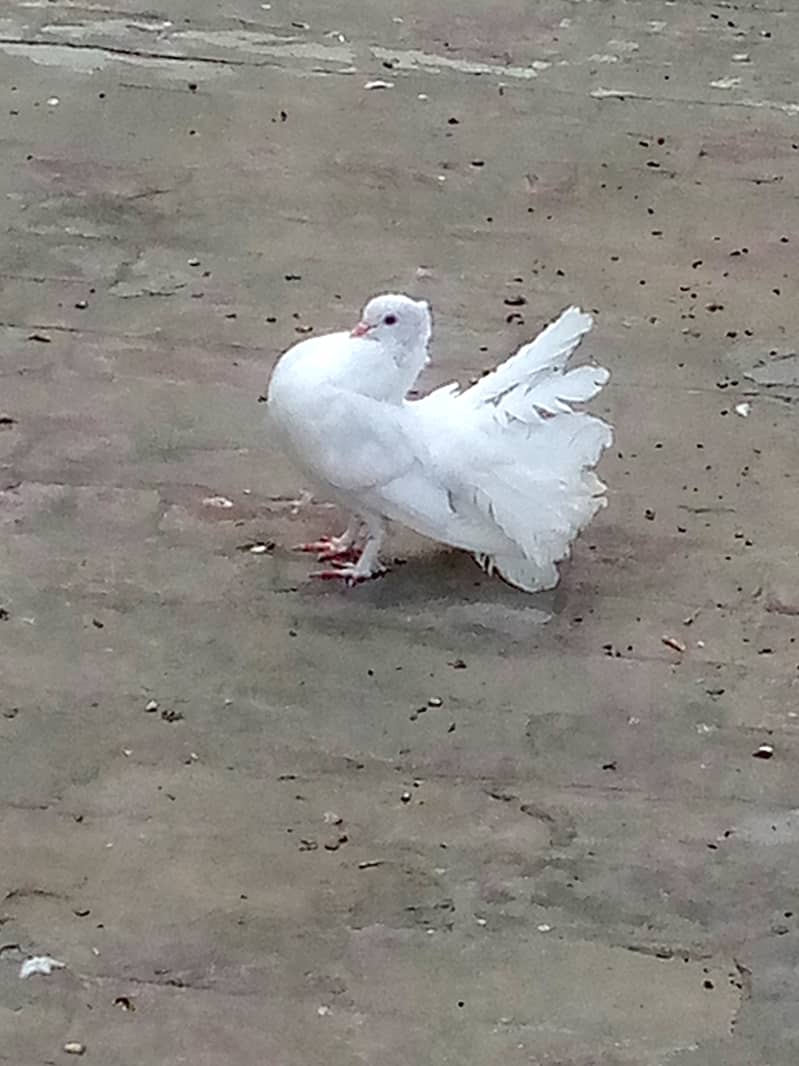Laky Pigeons  diffrent colour. one 1000 0