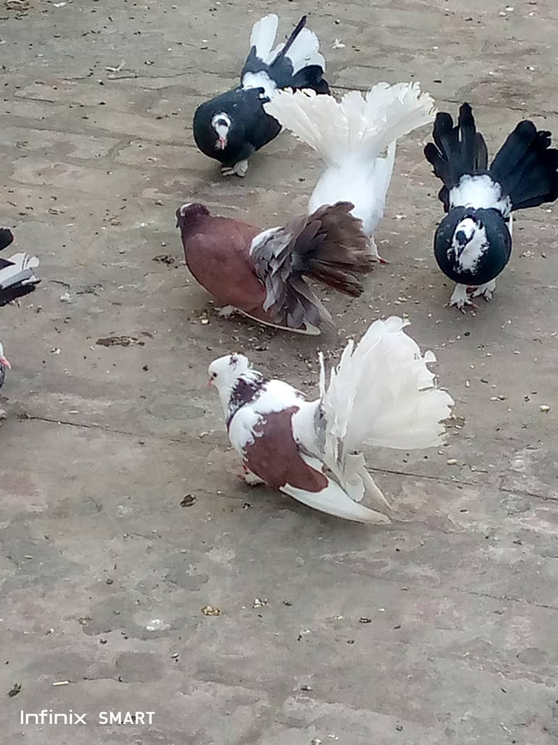 Laky Pigeons  diffrent colour. one 1000 2