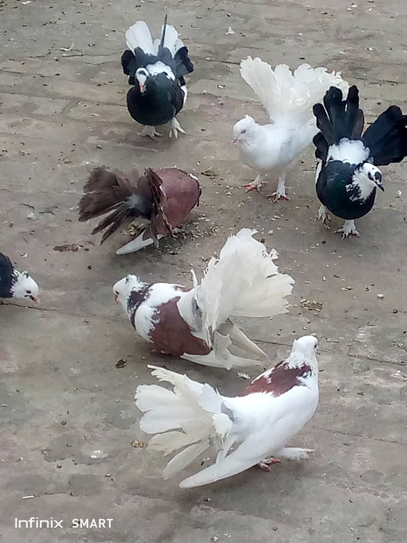 Laky Pigeons  diffrent colour. one 1000 3