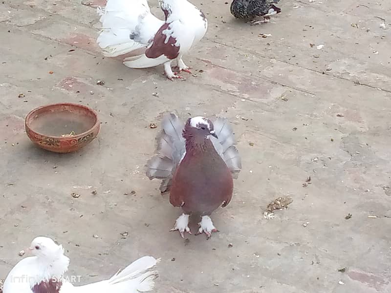 Laky Pigeons  diffrent colour. one 1000 4