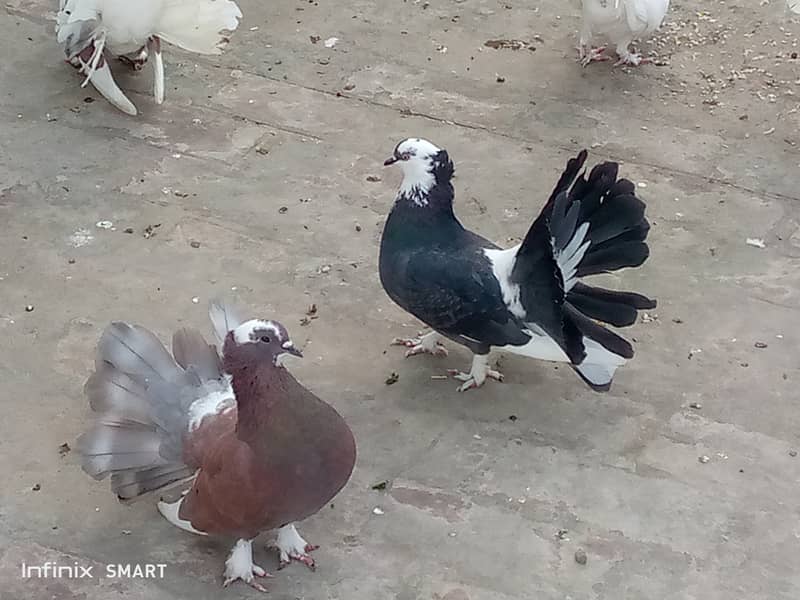 Laky Pigeons  diffrent colour. one 1000 5