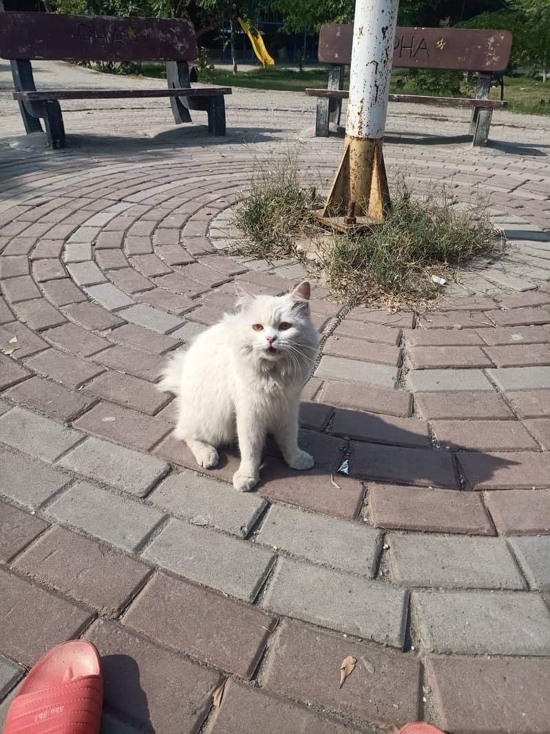Russian 0