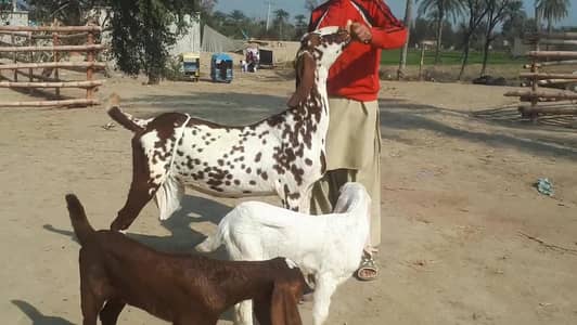 Desi Bakri Our 2 Bacchon ka Sath Urgent for Sale - O3O6655O324