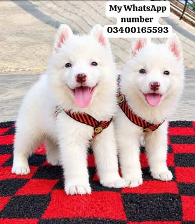 Russian puppies for sale 2 month age