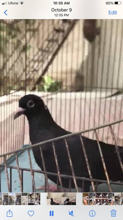 Black Menadag Male Kachpara he