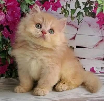 Persian kittens | Persian Cat | 3 Cote | Wtsp 03Í2me6762Ö3i