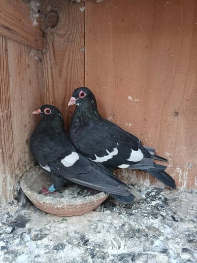 Mashallah Young Breeder Pair For Sale
