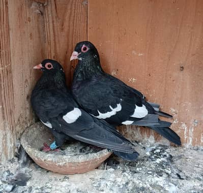 Mashallah Young Breeder Pair For Sale