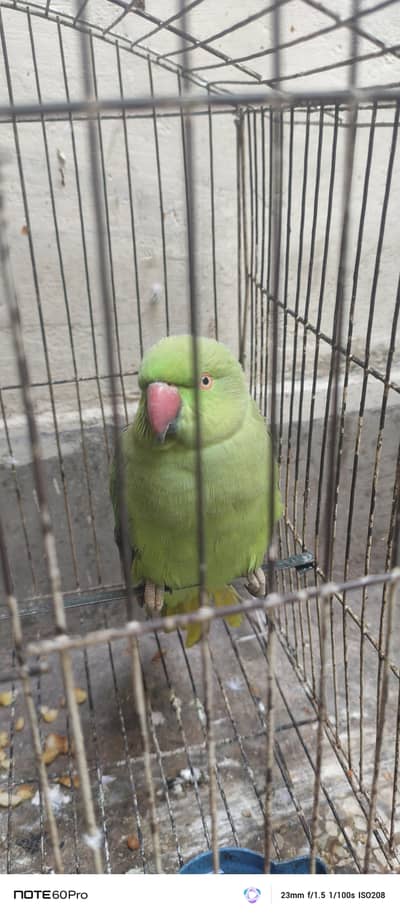 male female