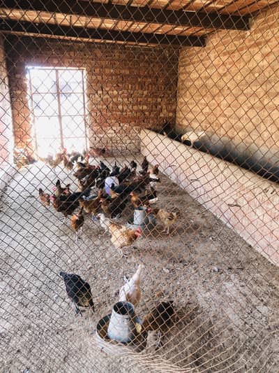 Egg laying hens