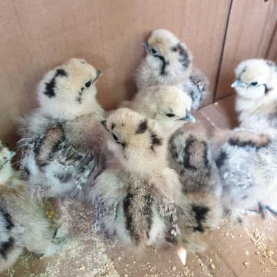 patridge silkie