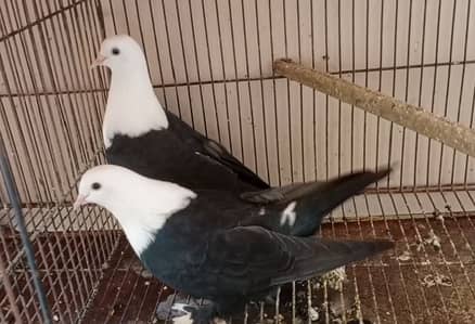 KARBALAI AND NUN PAIRS FOR SALE