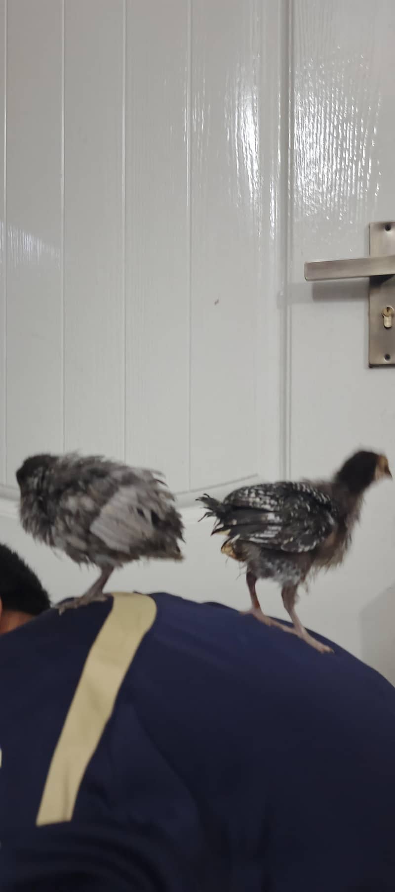 Pair with free chicks 4