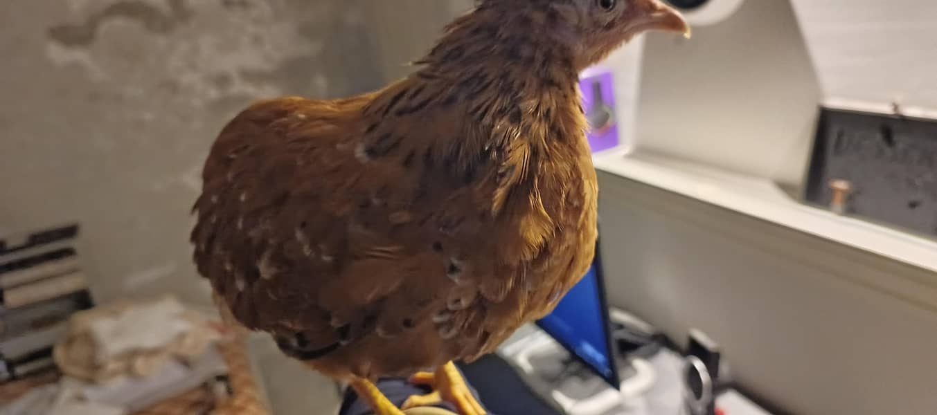 Pair with free chicks 7