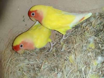 lotinoredeye pair hai full breeder pair