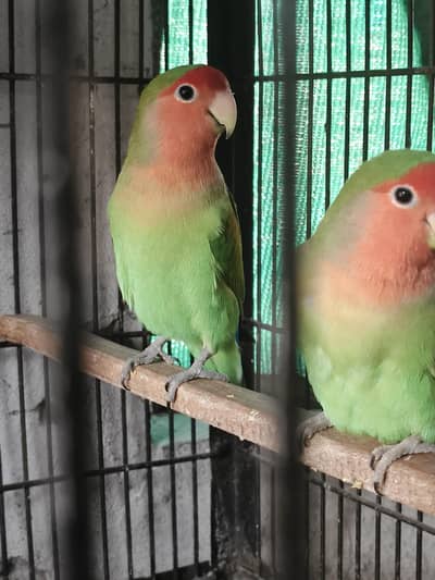 rozi coli pair with chiks pair for sale healthy active