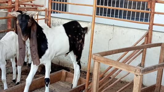selling goat setup (only goats)