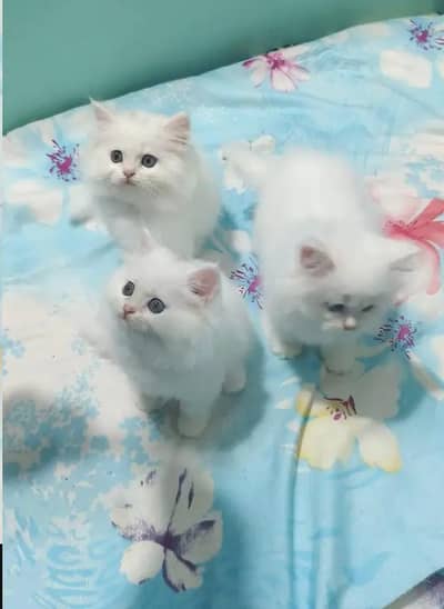 (Persian female kitten) (for sale all) (Pakistan delivery available)