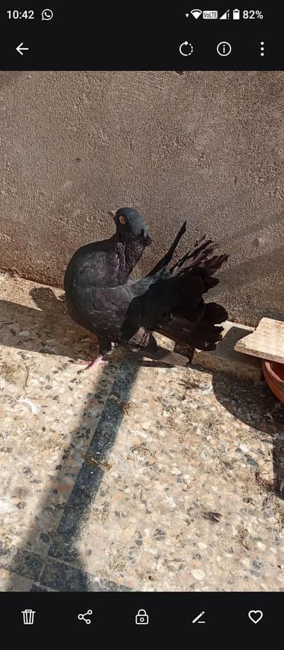 Laka Pigeons Red Tail/Jet Black