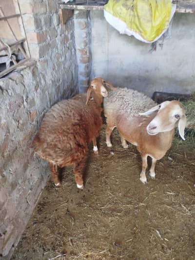 animal 2 female  and mother and doctor