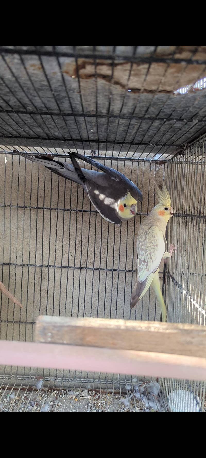 Cocktail pair 0