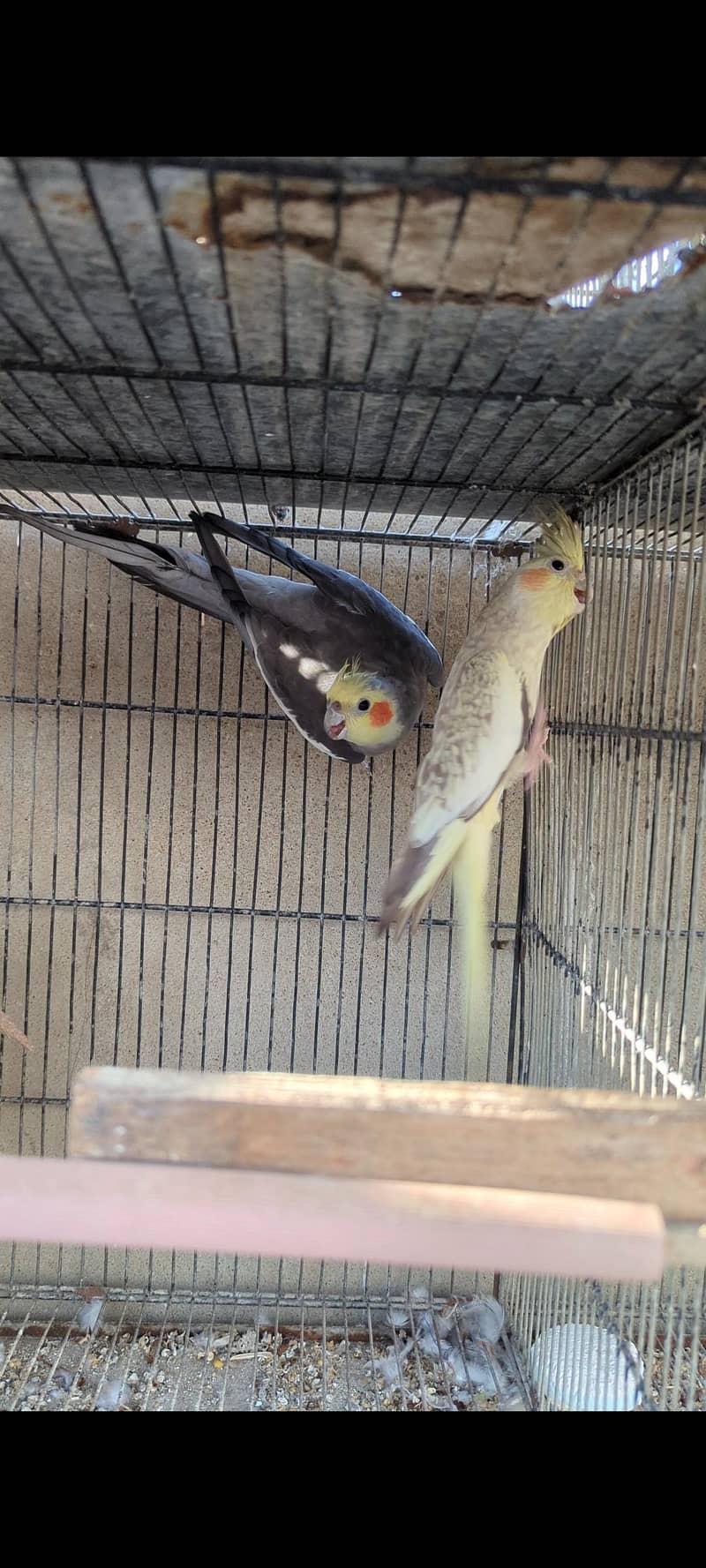 Cocktail pair 1