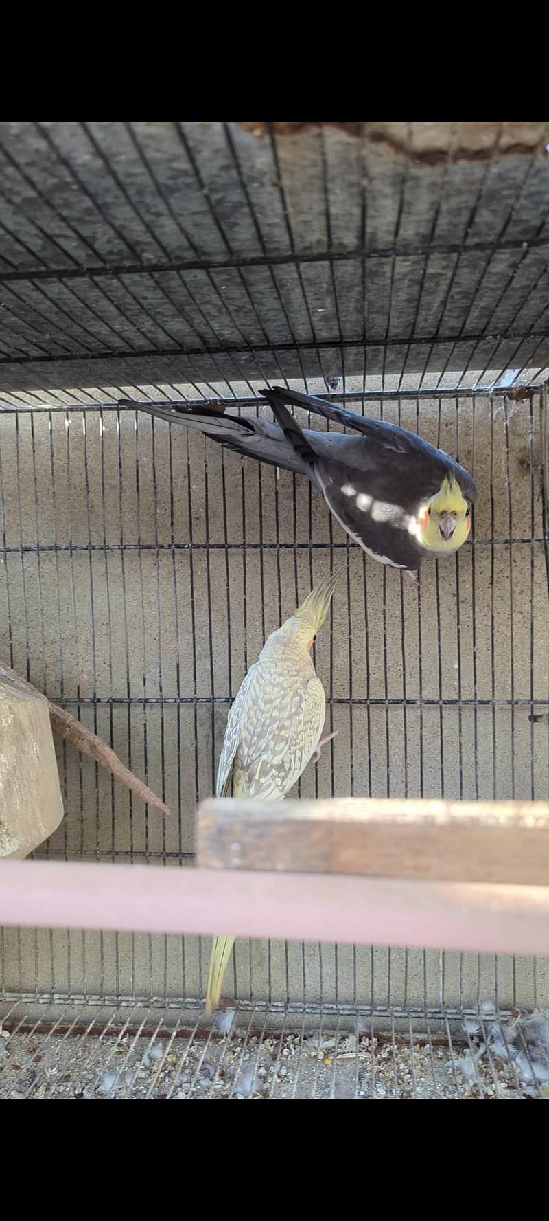Cocktail pair 2